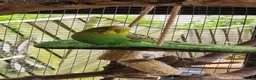 Budgerigars birds for sale: 2x female budgies 12 weeks old ready now - Advert 3