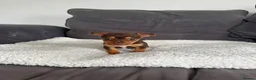 Jack Russell dogs for sale: Jack Russel puppies - Advert 4