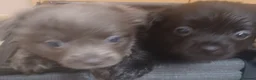 Chihuahua dogs for sale: Chihuahua puppies - Advert 3
