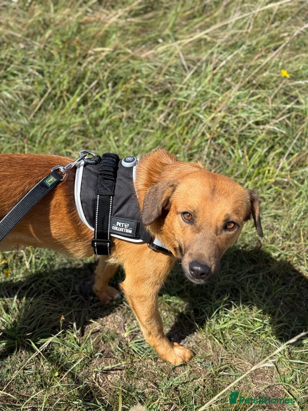 Mixed Breed dogs for adoption: Cute Marshall looking for LOVE - Image 11