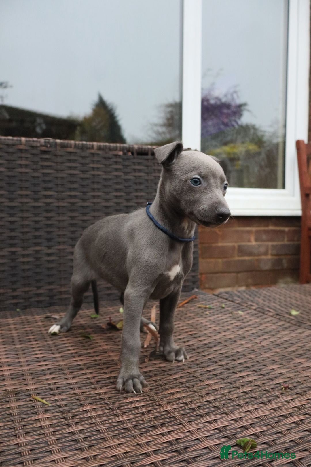 Whippet dogs for sale: KC registered Whippet pups - Advert 13