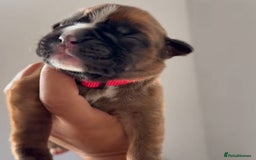 Boxer dogs for sale: Quality litter of boxer puppies - Advert 6