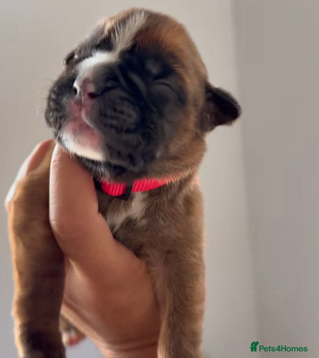 Boxer dogs for sale: Quality litter of boxer puppies - Advert 6