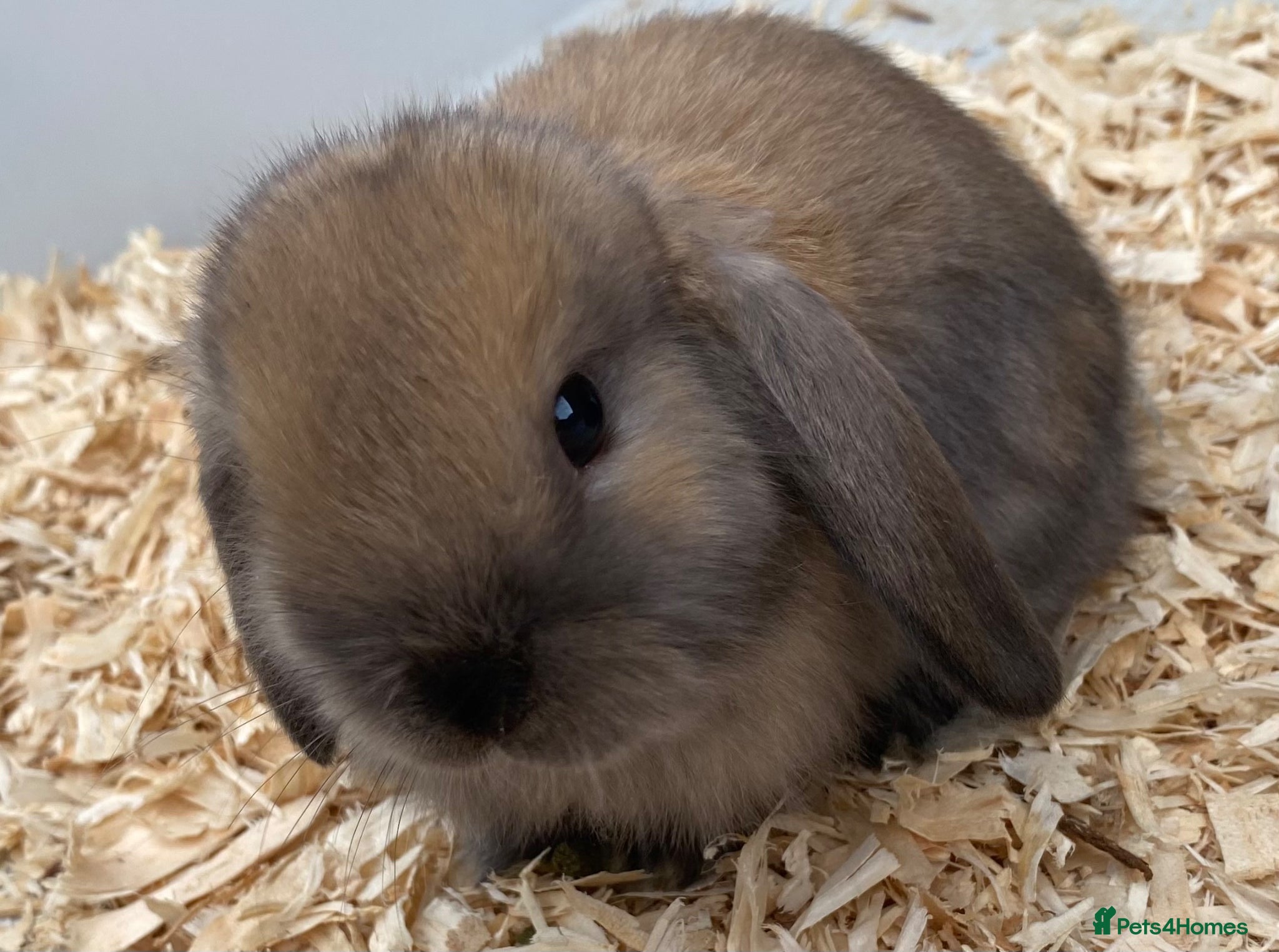 Mini Lop rabbits STUNNING PURE BREED MINI LOPS AMAZING COLOURS  - Advert 16