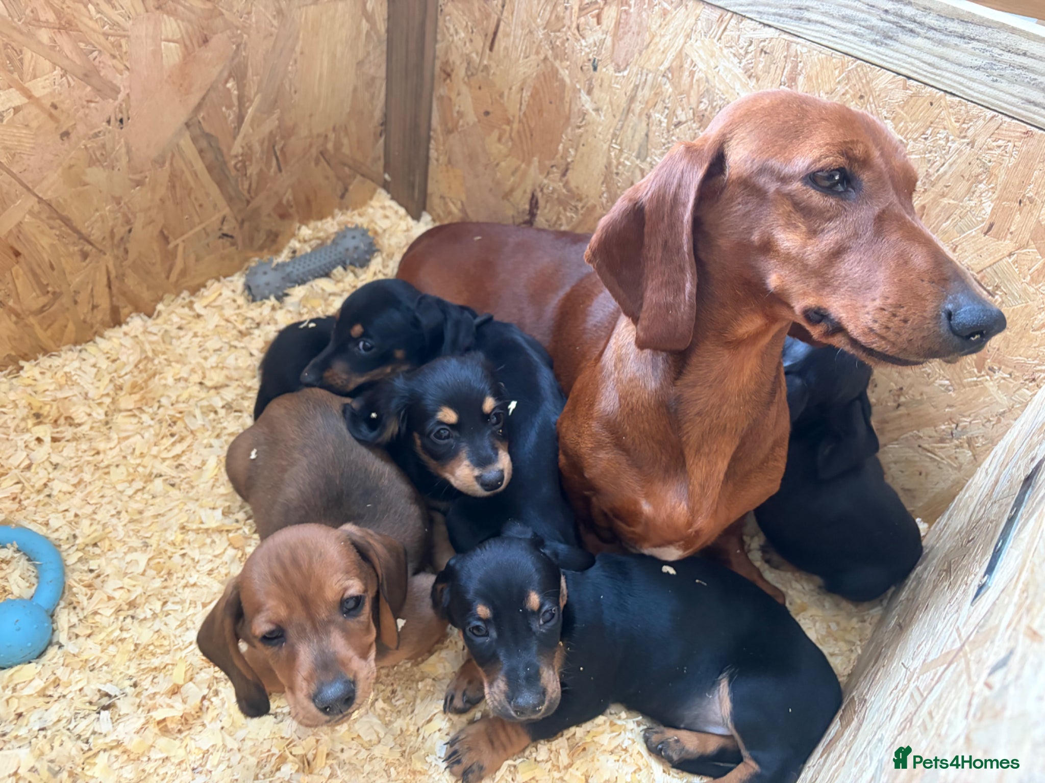 Dachshund dogs Dachshund puppies  - Advert 1