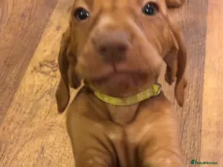 Hungarian Vizsla dogs Beautiful Hungarian Vizsla Puppies - Advert 10