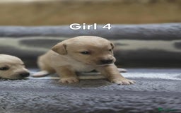 Labrador Retriever dogs for sale: Beautiful golden Labrador puppies  - Image 7