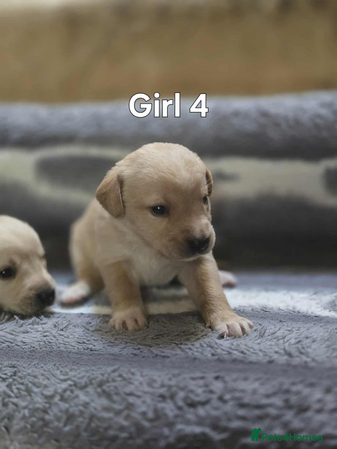 Labrador Retriever dogs for sale: Beautiful golden Labrador puppies  - Image 7