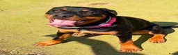 Rottweiler dogs for sale: Stunning Rottweiler female in Littlehampton - Advert 2