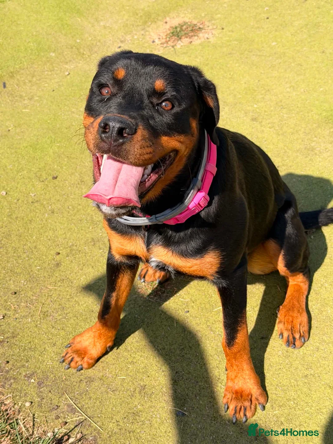 Rottweiler dogs for sale: Stunning Rottweiler female in Littlehampton - Advert 2