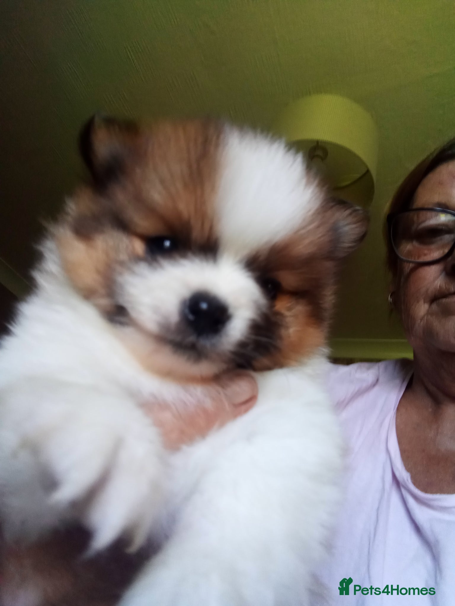 Pomeranian dogs Pomeranian puppys - Advert 2