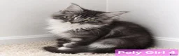Maine Coon cats for sale: BEAUTIFUL MAINE COON KITTENS, POLY AND NON POLY  - Advert 5