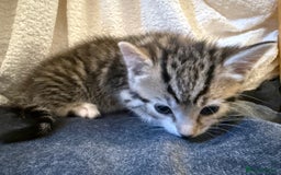 Domestic Shorthair cats for sale: 5 gorgeous kittens for sale - Image 14