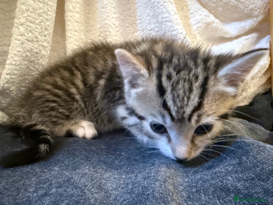 Domestic Shorthair cats for sale: 5 gorgeous kittens for sale - Image 14