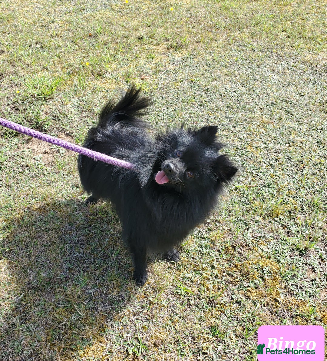 German Spitz dogs for sale: Bluey & Bingo looking for Loving Homes.  - Advert 7