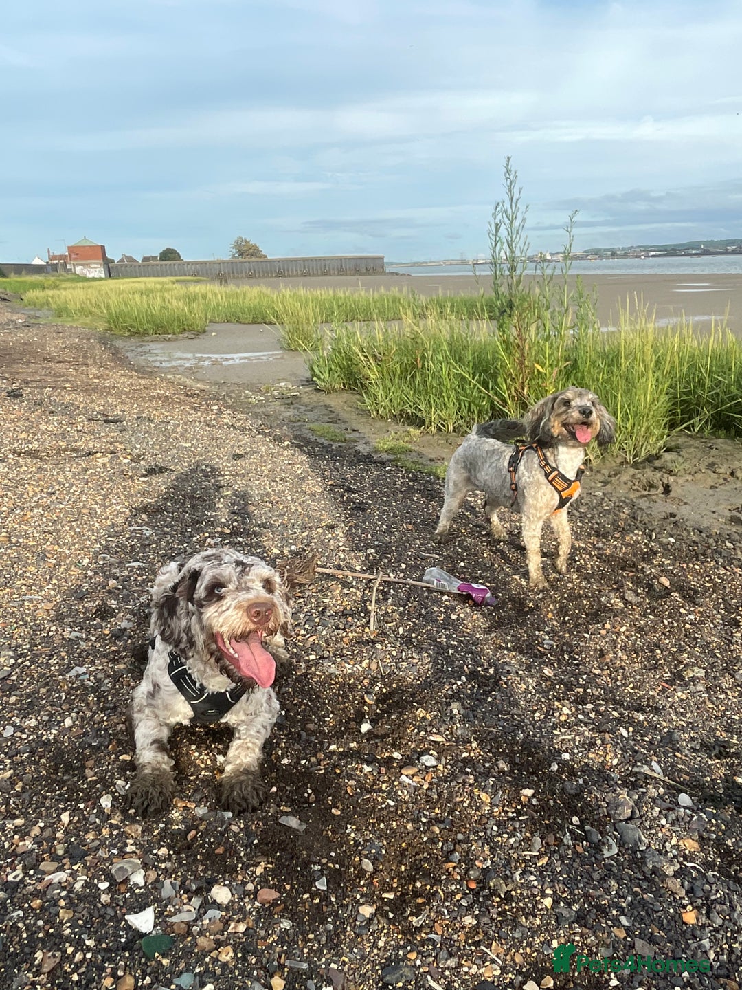 Sproodle dogs for sale: Sproodle puppies - Advert 15