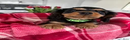 Cavalier King Charles Spaniel dogs for sale: Cavalier king charles - Advert 4