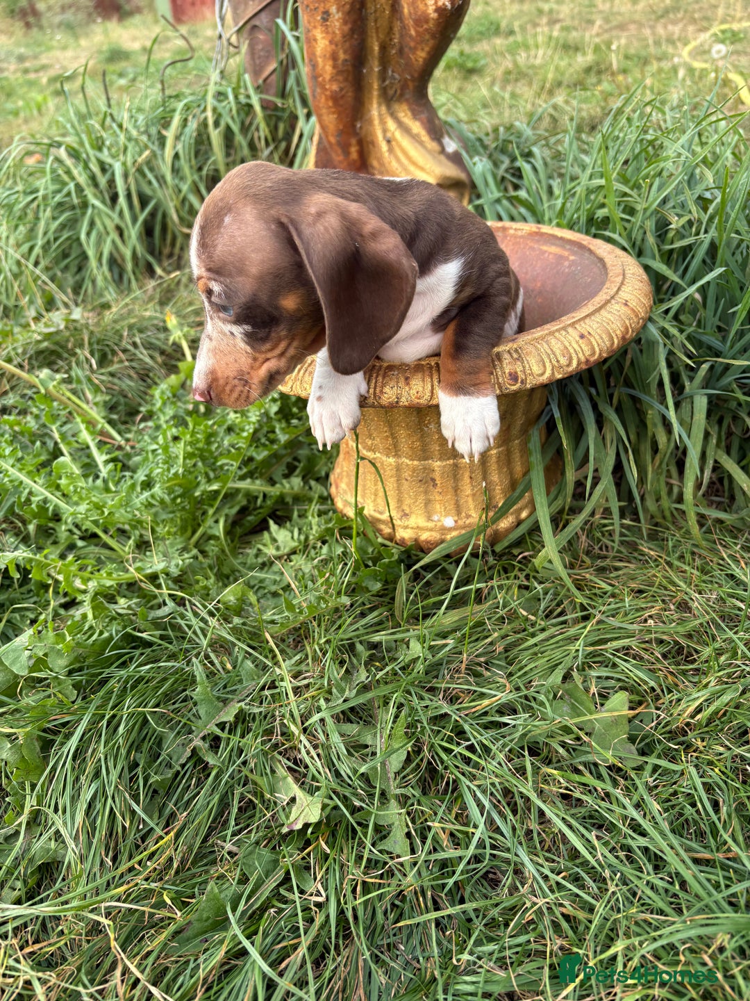 Miniature Dachshund dogs for sale:  Chocolate apple Miniature Dutch hound - Image 2