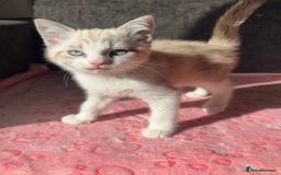 Maine Coon cats for sale: Gorgeous RARE Maine coon X Siamese Kitty 🩷 - Image 1