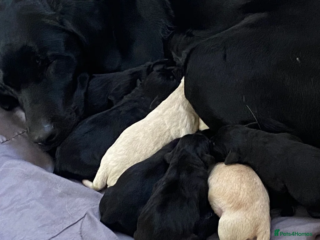 Labrador Retriever dogs for sale: Lovely Labrador puppies  in Bourne - Advert 18