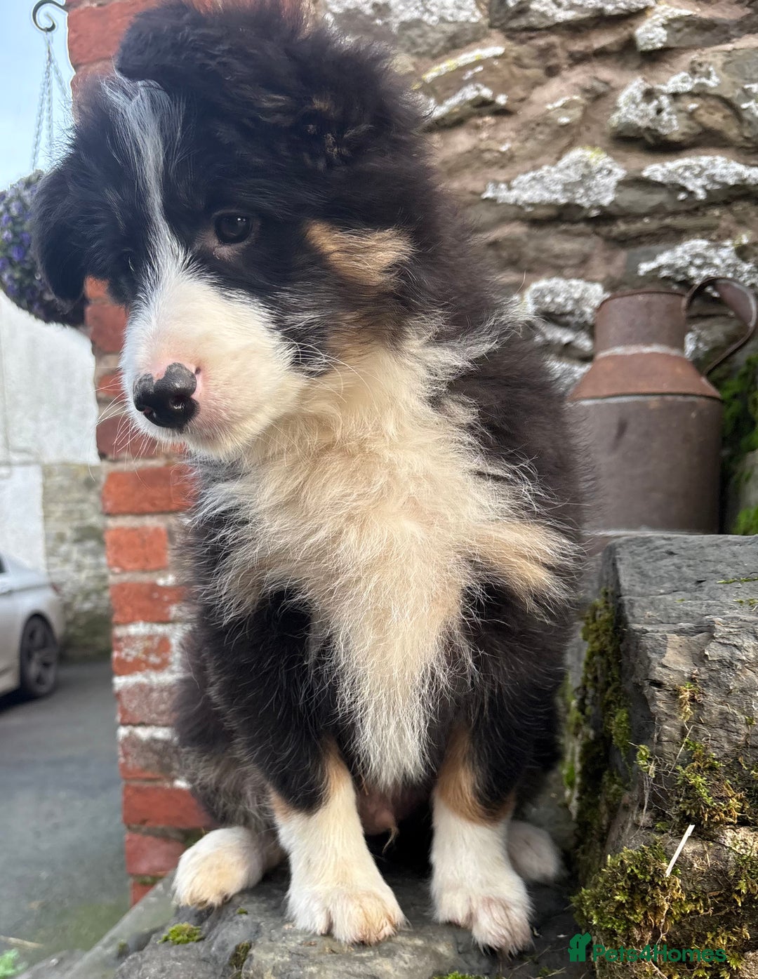 Bearded Collie dogs for sale: 💥3/4 beautiful BEARDIE BOY! 💥 - Advert 2