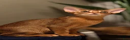 Abyssinian cats for sale: Champion line  - Advert 9