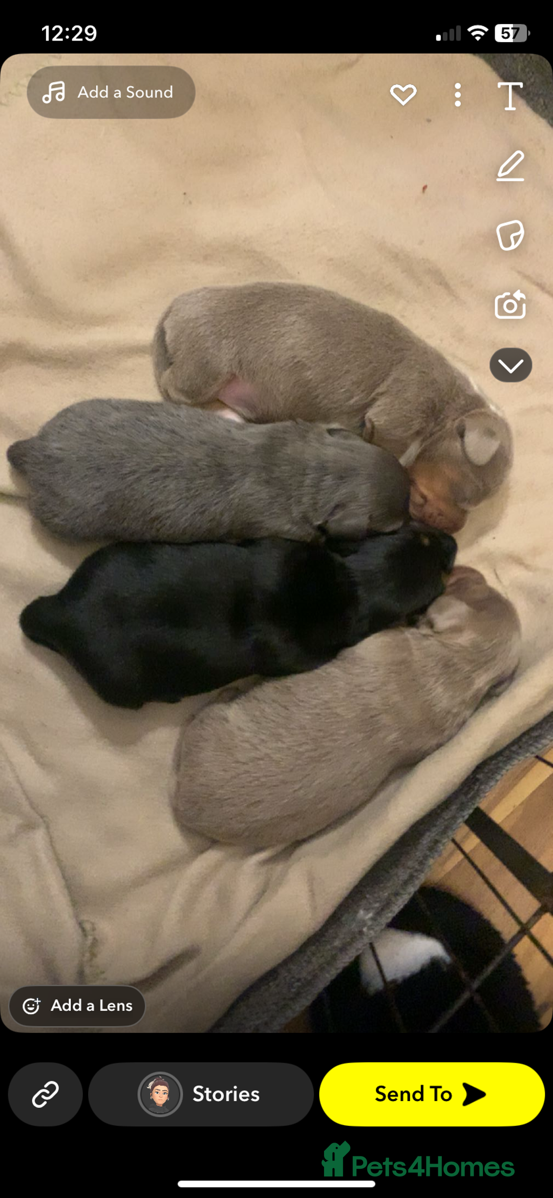 Dachshund dogs for sale: Dachshund - Image 4