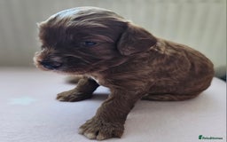 Cockapoo dogs for sale: Beautiful Chunky f2 Cockapoo Puppies  - Image 16