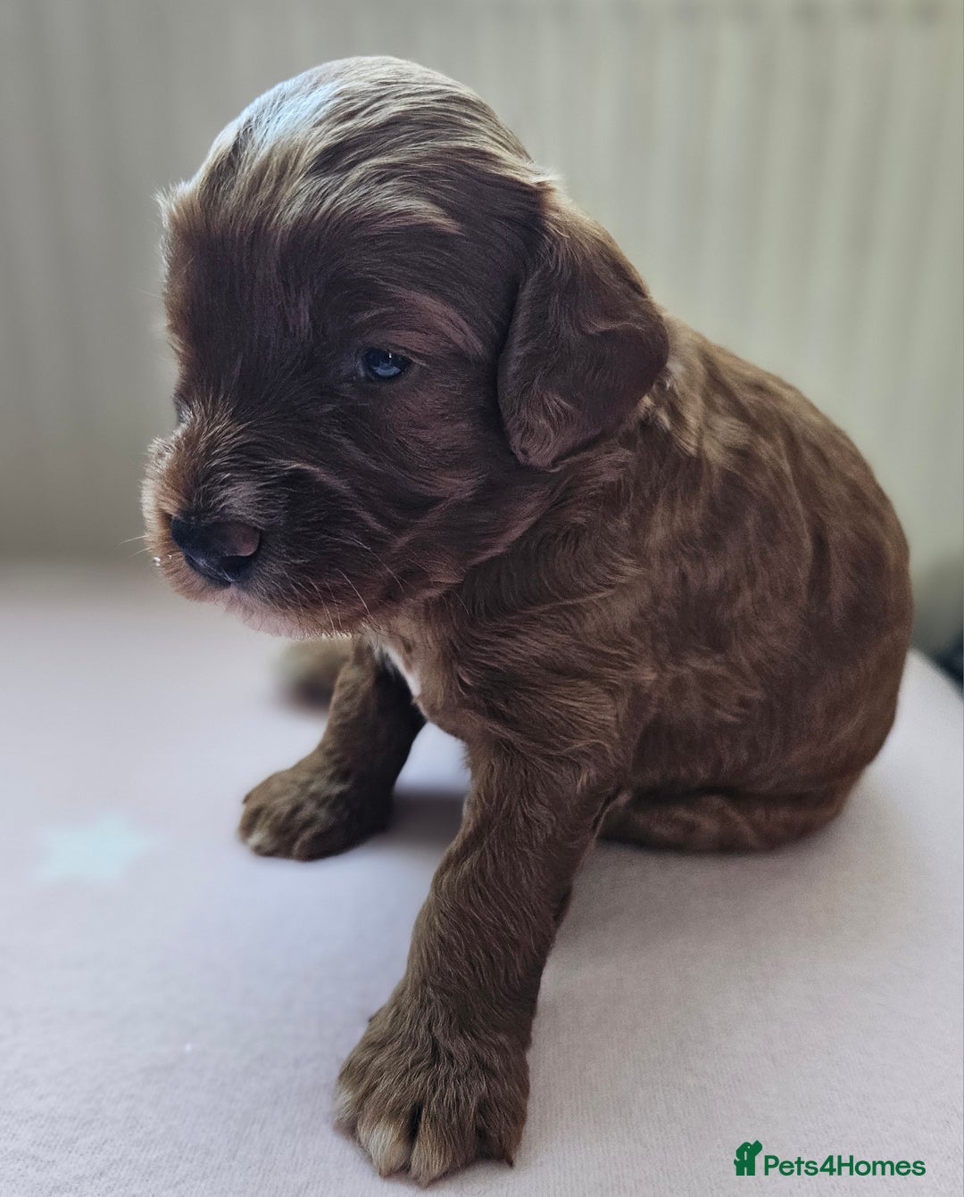 Cockapoo dogs for sale: Beautiful Chunky f2 Cockapoo Puppies  - Image 16
