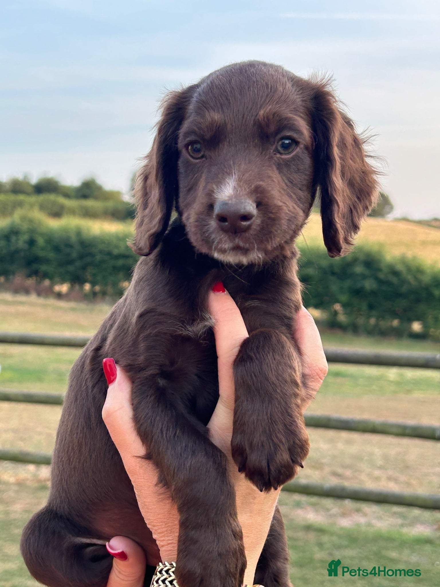 Cocker Spaniel dogs Working Cocker Spaniels - Advert 1