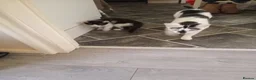 Mixed Breed cats for sale: Two female kittens  - Advert 3