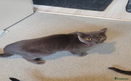 British Shorthair cats for sale: British Shorthair boy - Advert 4