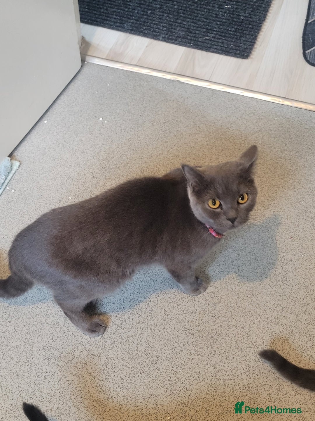 British Shorthair cats for sale: British Shorthair boy - Advert 4
