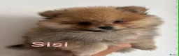 Pomeranian dogs for sale: Beautiful champion-line Pomeranian puppies 🩷🐶💙 - Advert 7