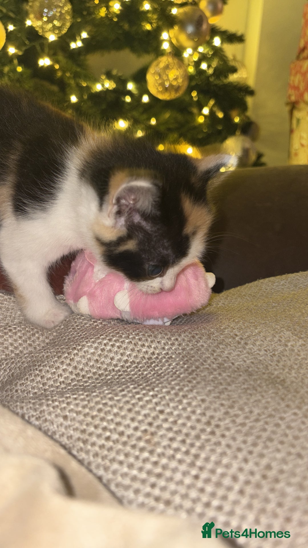 British Shorthair cats for sale: Beautiful kittens 3 girls 1 boy  - Advert 17