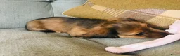 Miniature Dachshund dogs for sale: 🐶 PRA KC reg Miniature Long Haired Dachshunds🐶 - Advert 7