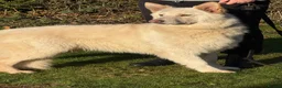German Shepherd dogs for sale: Stunning kcreg white and blue German shepherd pups - Advert 3