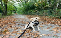 Golden Retriever dogs for sale: 7 month old Puppy looking for a Special Home  - Image 7