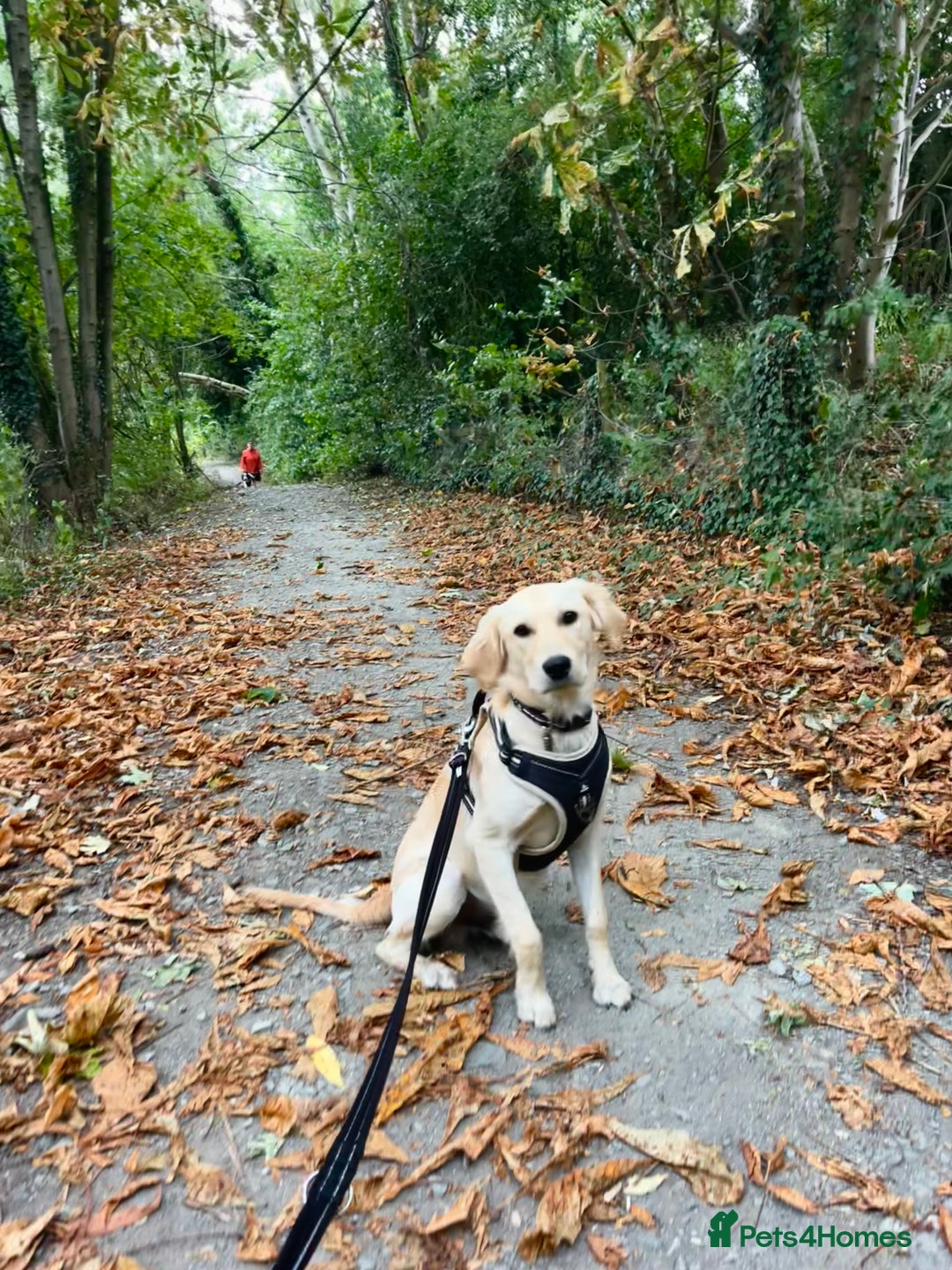 Golden Retriever dogs for sale: 7 month old Puppy looking for a Special Home  - Image 7