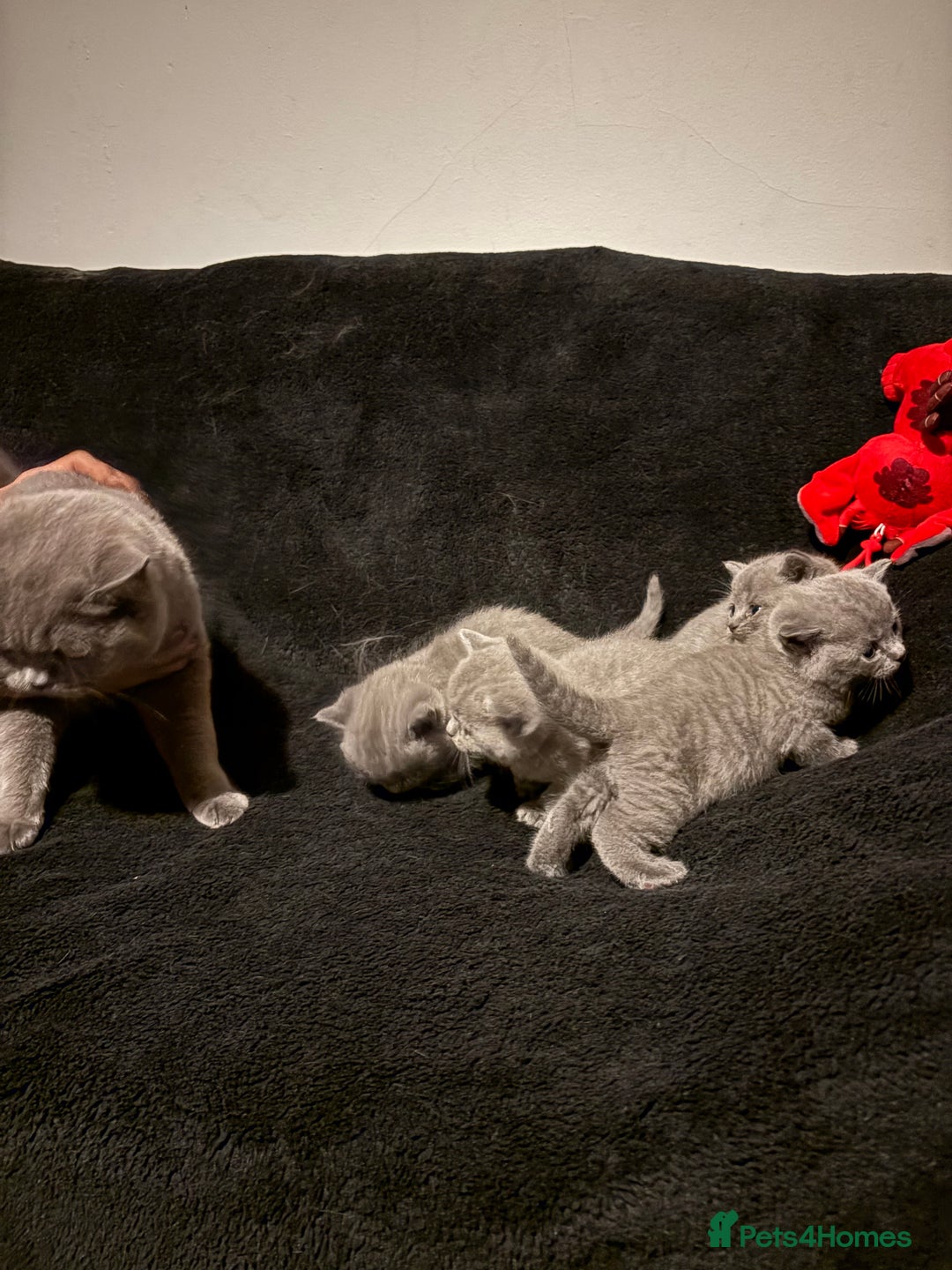 British Shorthair cats for sale: Short British hair kittens cross Scottish fold. - Image 8