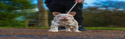 French Bulldog dogs for stud: BUBBLEGUM - PINK HUSKY FRENCH BULLDOG STUD in Basildon - Advert 8