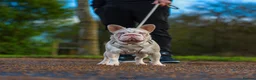 French Bulldog dogs for stud: !!REDUCED!! BUBBLEGUM - PINK FRENCH BULLDOG STUD in Basildon - Advert 9