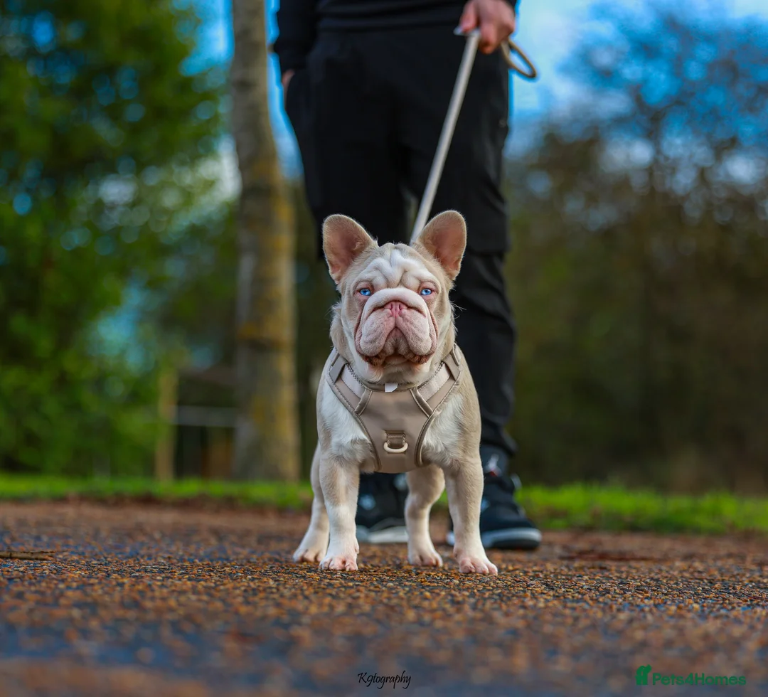 French Bulldog dogs for stud: !!REDUCED!! BUBBLEGUM - PINK FRENCH BULLDOG STUD in Basildon - Advert 9