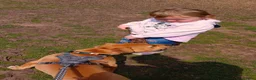 American Bulldog dogs for sale: 8 moth male american bulldog - Advert 9