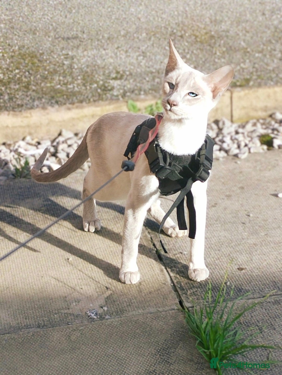 Siamese cats for sale: EXCEPTIONAL SNOW KITTENS WITH BRIGHT BLUE EYES - Advert 9