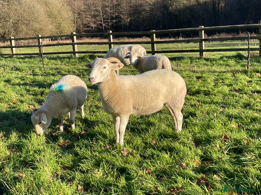 Sheep livestock for sale: Wiltshire Horn Ewe Lambs - Advert 3