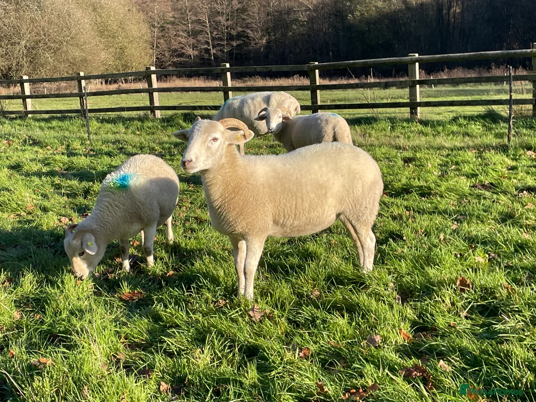 Sheep livestock for sale: Wiltshire Horn Ewe Lambs - Advert 3