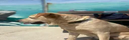 Goldador dogs for sale: Golden Labrador  - Advert 2