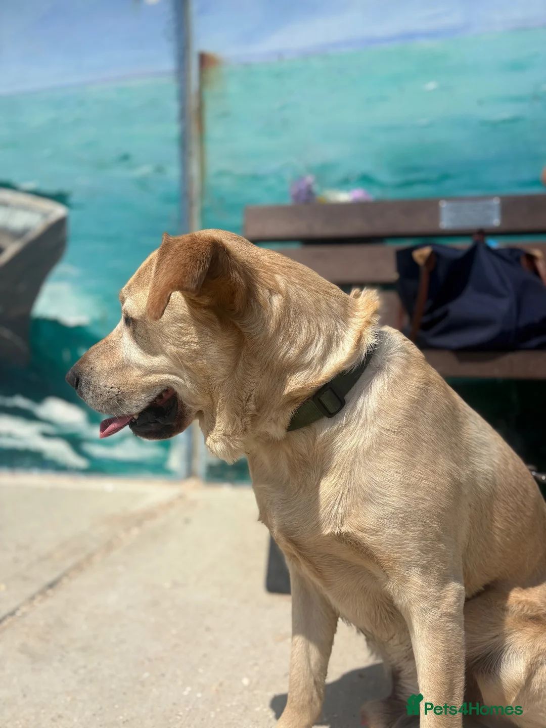 Goldador dogs for sale: Golden Labrador  - Advert 2