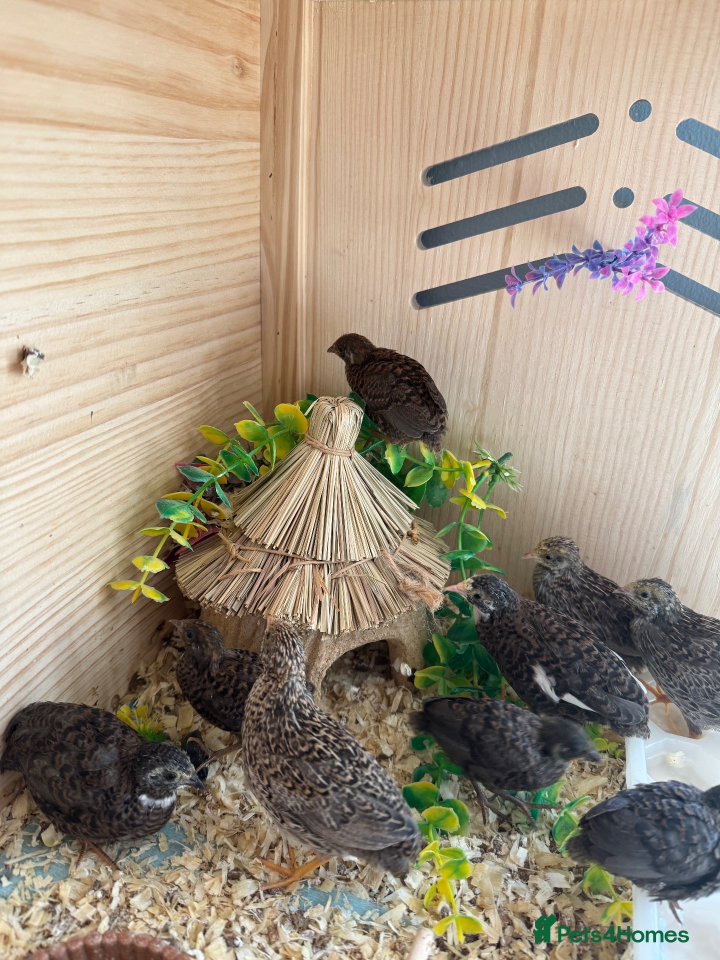 Quail poultry Button Quail  - Advert 17